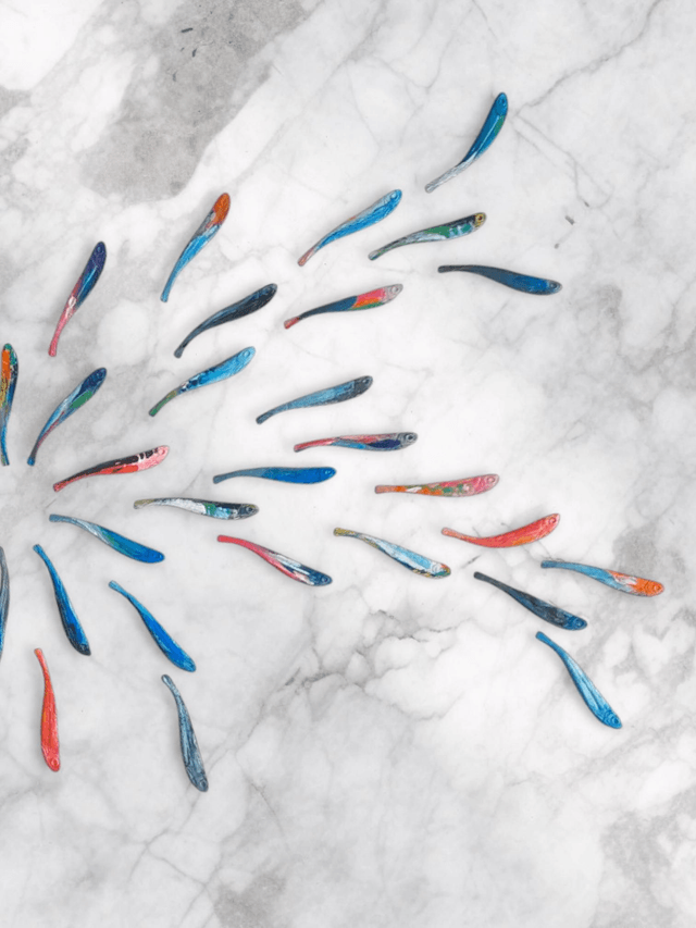 Custom 40 Middy fish- Colour Mix